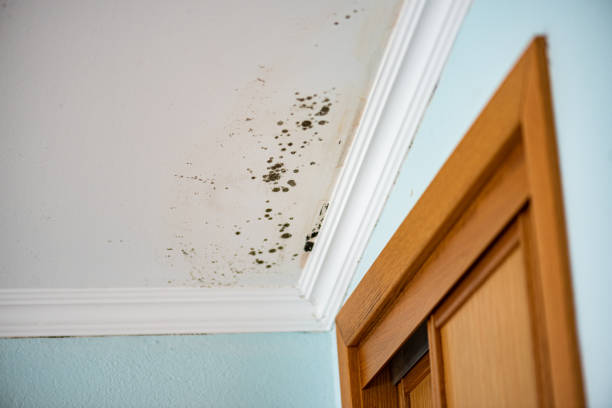 Best Toxic Mold Removal  in Shelburne Falls, MA