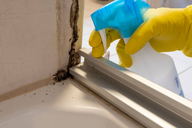 Best Mold Remediation  in Shelburne Falls, MA