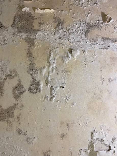 Best Black Mold Removal  in Shelburne Falls, MA