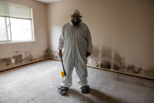 Best Commercial Mold Removal  in Shelburne Falls, MA